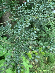 Azara microphylla