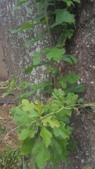 Quercus