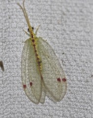Norfolius howensis