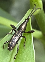 Raphirhynchus