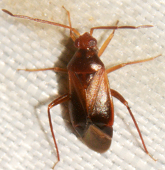 Ceratocapsus modestus