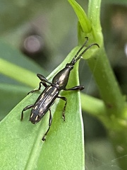 Raphirhynchus