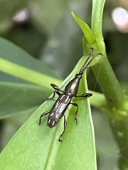 Raphirhynchus