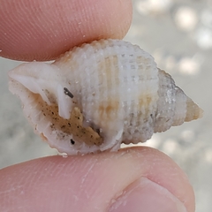 Cancellaria reticulata