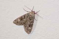 Anaplectoides