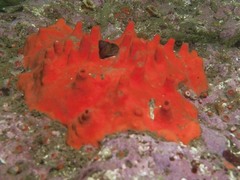 Acarnus erithacus