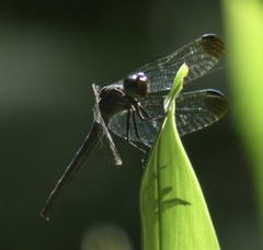 Dasythemis venosa