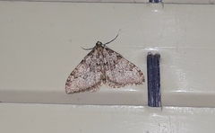 Nebula ibericata
