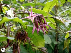 Cestrum miradorense