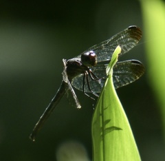 Dasythemis venosa