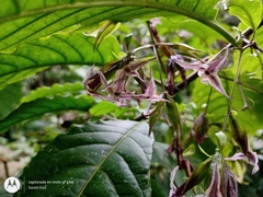 Cestrum miradorense