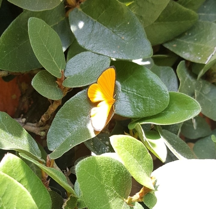 Mesene croceella