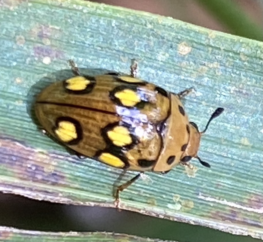 Mycotretus sexoculatus