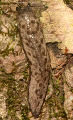Megapallifera mutabilis image
