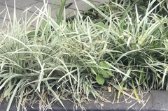 Ophiopogon jaburan
