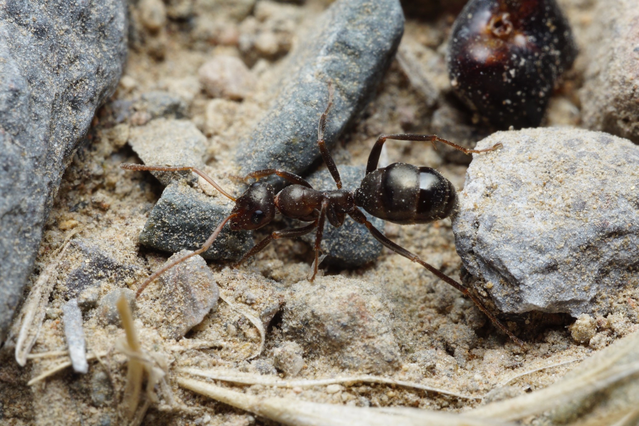 Formica gnava