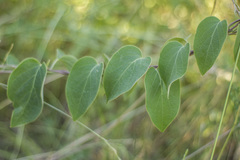 Stigmaphyllon bonariense