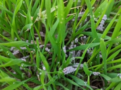 Physarum