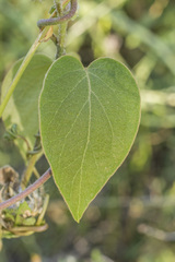 Stigmaphyllon bonariense