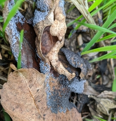 Physarum