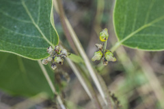 Stigmaphyllon bonariense