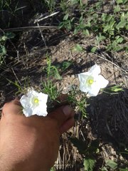 Nierembergia rigida