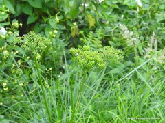 Heracleum sphondylium