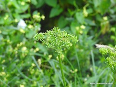 Heracleum sphondylium