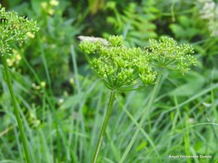 Heracleum sphondylium