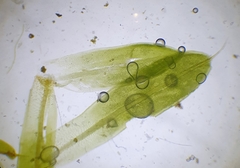 Tortula muralis aestiva