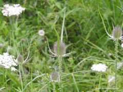 Dipsacus fullonum