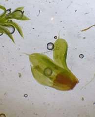 Tortula muralis aestiva