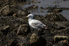 Larus argentatus