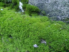 Tortula muralis aestiva