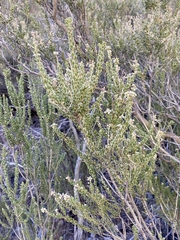 Mortonia scabrella