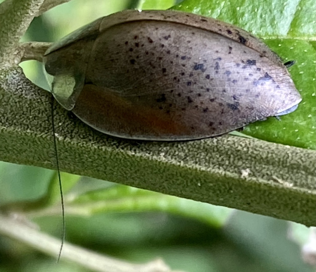 Phoraspis flavipes