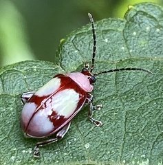 Asphaera communis