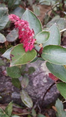Gaultheria erecta