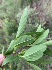 Vangueria venosa