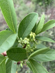 Vangueria venosa