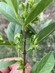 Vangueria venosa