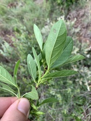 Vangueria venosa