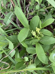 Vangueria venosa