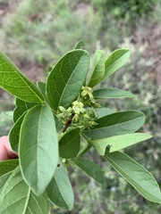 Vangueria venosa