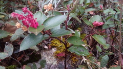 Gaultheria erecta