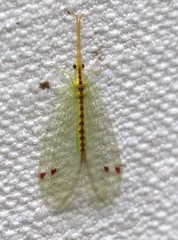 Norfolius howensis