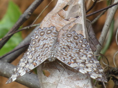 Hamadryas feronia feronia