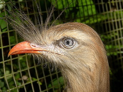 Cariama