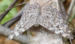 Hamadryas feronia feronia