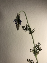 Lavandula pinnata